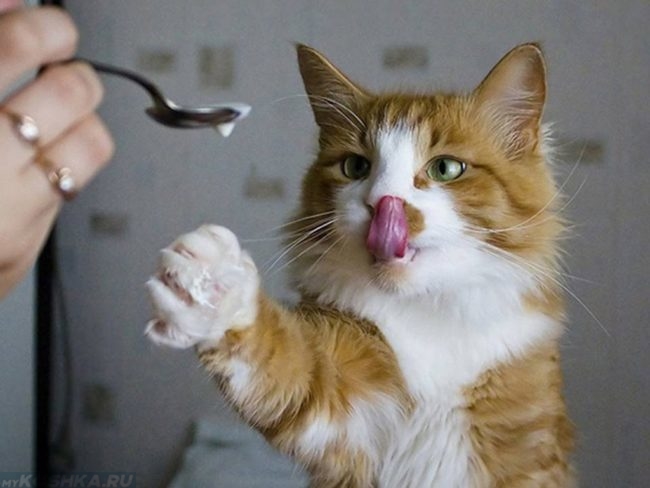 Рыжая пушистая кошка с высунутым языком и ложка с едой в руках хозяина