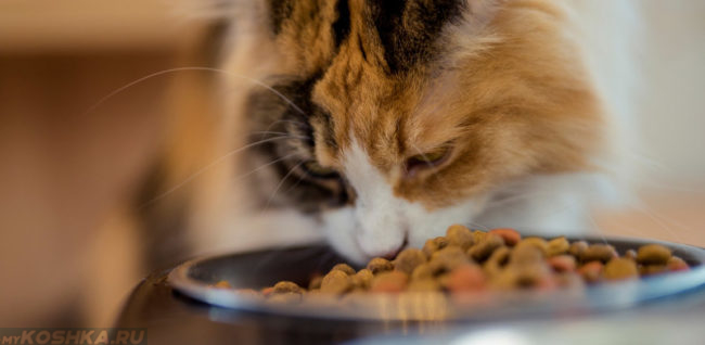 Кошка с расстройством желудка кушает из миски