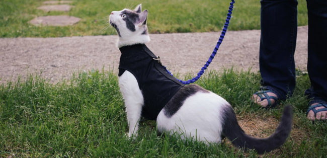 Кошка на прогулке в самодельной шлейке из ткани