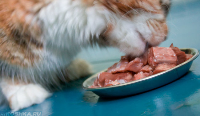 Пушистая кошка ест из миски корм стоящей на синем полу