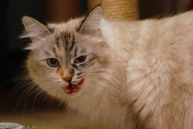 Сибирский пушистый кот 