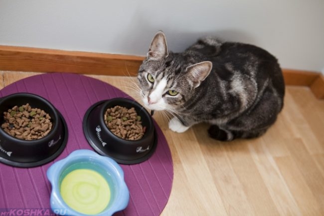 Серый кот сидящий на полу рядом с мисками с едой