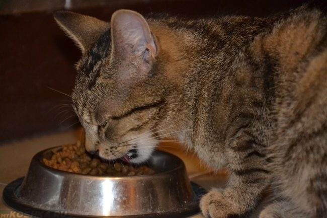 Коричневый полосатый кот ест из миски сухой корм