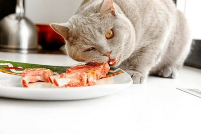 Серая кошка и кусок мяса на белой тарелке