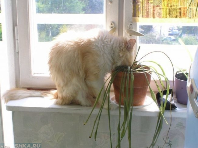 Белая с рыжим пушистая кошка ест землю из цветочного горшка