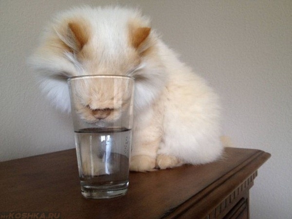 Белый пушистый кот опустил мордочку в стакан с водой