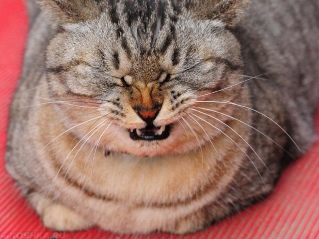 Кошка зажмурилась и открыла рот от неприятного запаха