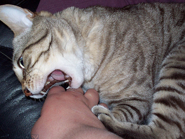 Серый полосатый кот кусает человека в руку