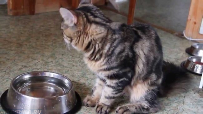 Серый полосатый кот рядом с миской наполненной водой не хочет пить