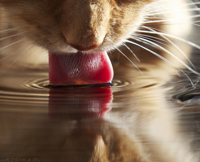 Холодная вода и рыжий кот с высунутым розовым языком
