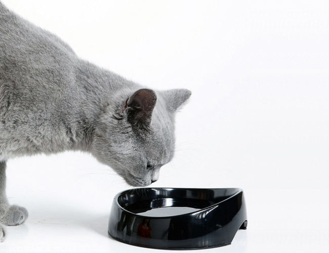 Серый кот смотрит в черную миску с водой