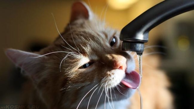 Рыжий кот пьет воду из под крана