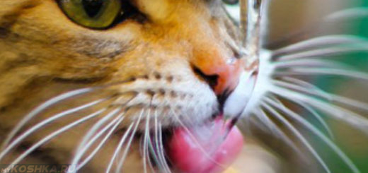 Кот пьёт свежую воду из крана