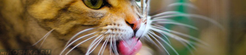 Кот пьёт свежую воду из крана