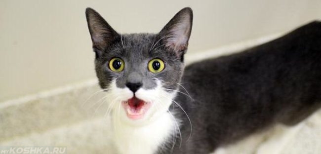 Серый кот с белой грудкой и открытым ртом