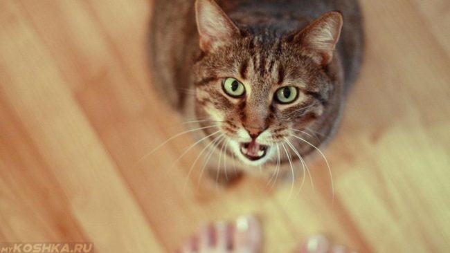 Коричневый полосатый кот сидит с открытым ртом у ног человека