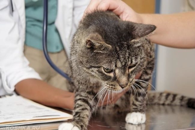 Серый полосатый кот на столе ветеринара