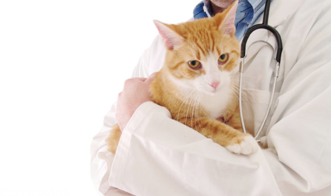 Рыжий полосатый кот сидит на руках ветеринара