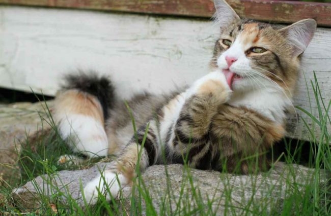 Коричневая полосатая кошка рядом с зеленой травой