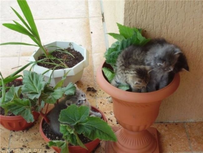 Серые пушистые котята и горшки с цветками