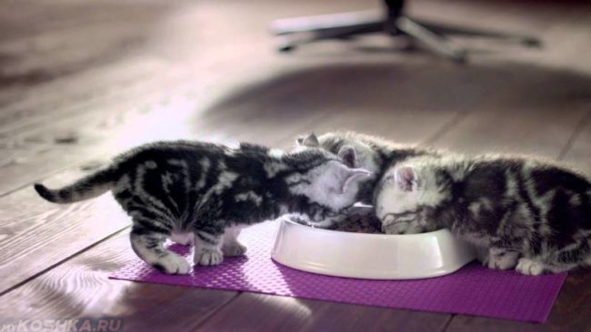 Серые котята кушают из миски на полу сухой корм 