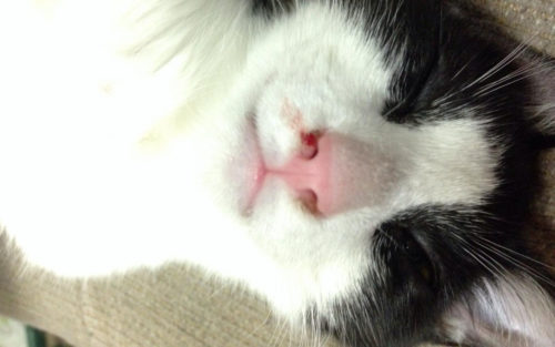 У кошки идёт кровь из носа в небольших количествах