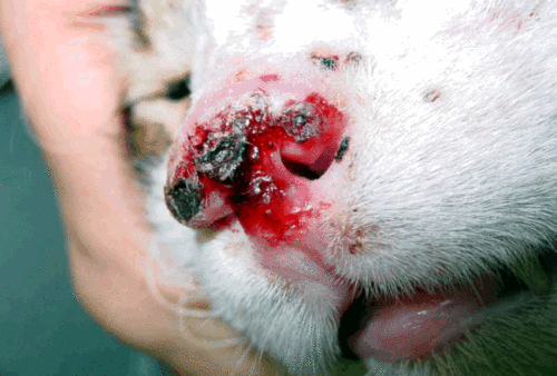 Сильное воспаление на носу у кошки с кровью