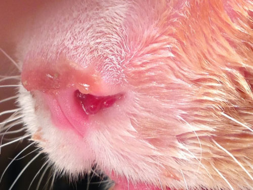 Следы крови в носу у кошки