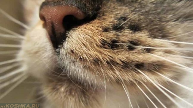 Нос кошки крупным планом