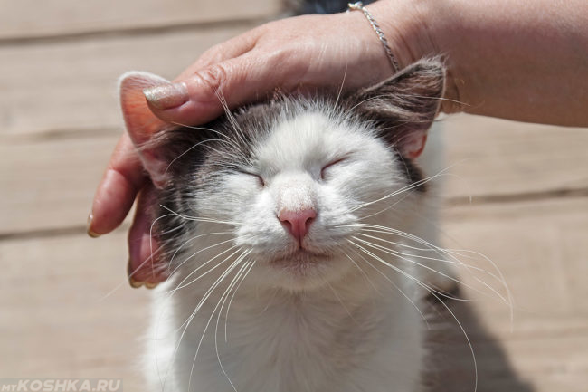 Рука женщины гладит серого кота по голове между ушей
