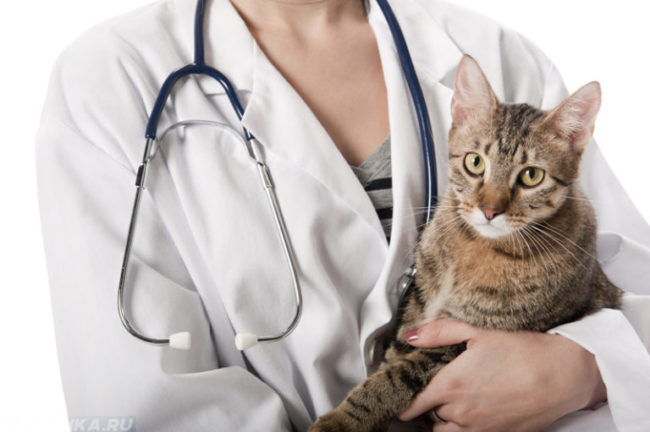 Коричневая полосатая кошка на руках у ветеринара