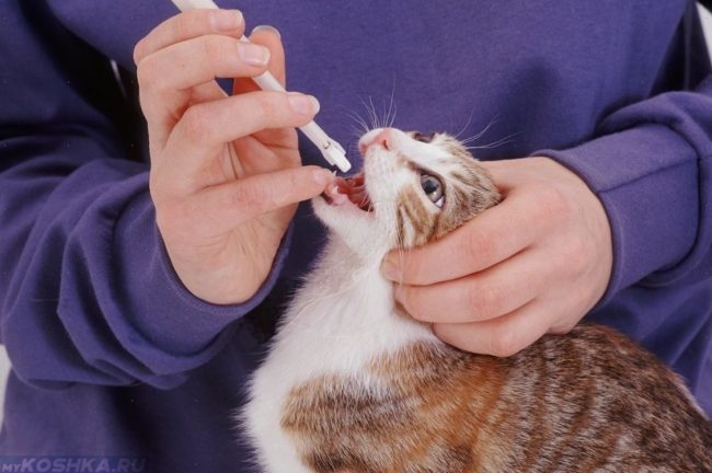 Человек закапывает коричневому коту в рот лекарство прижав уши