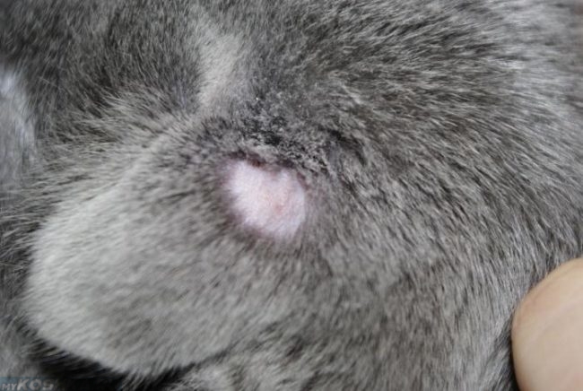 Стригущий лишай у серого кота в увеличенном виде