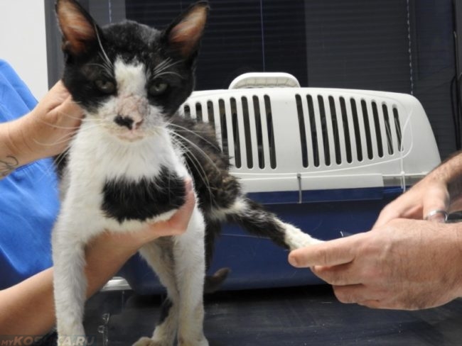 Процедура массажа задних лап у черного с белым кота