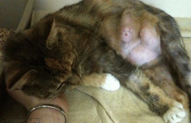 Симптом мастопатии у коричневой кошки