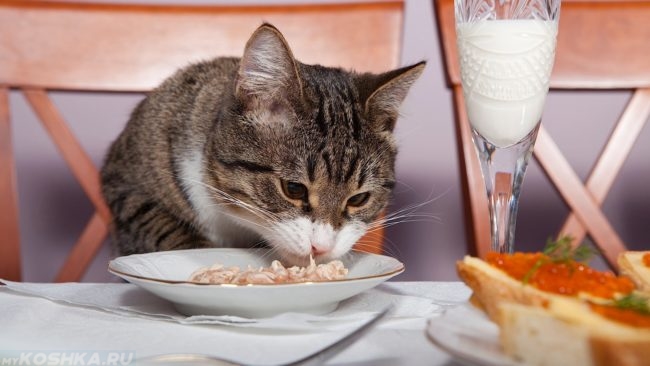 Кот ест домашнюю еду из тарелки