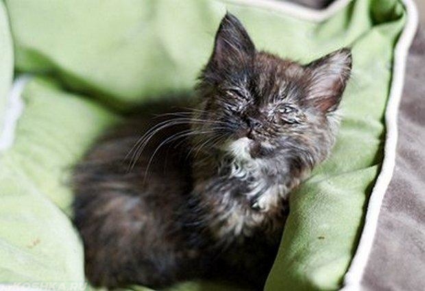 Черный котик болеющим микоплазмозом с гнойными выделениями