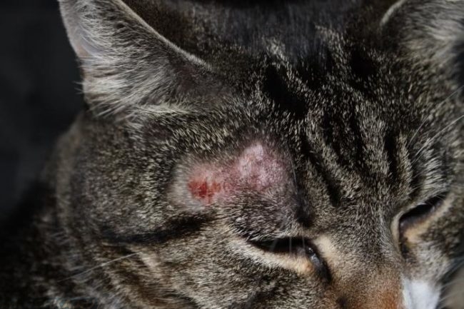 Кошка с дерматитом на мордочке