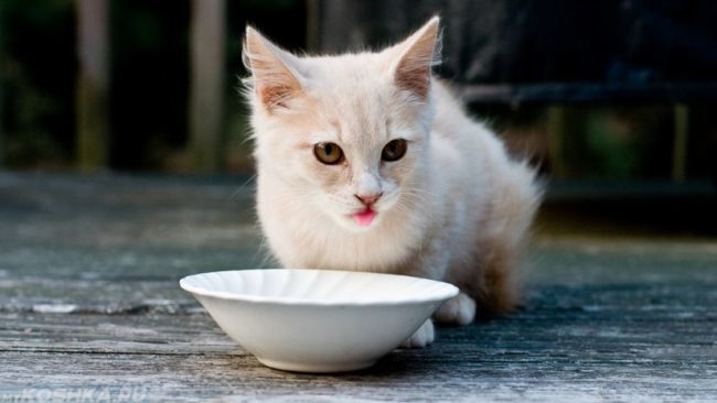 Белая кошка высунула розовый язык рядом с белой миской