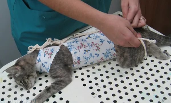 Ветеринар одевает бандаж на кота после стерилизации