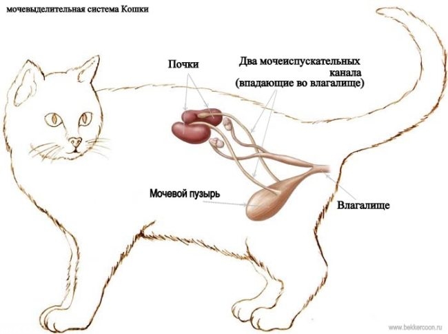 Мочевыделительная система кошки на схеме