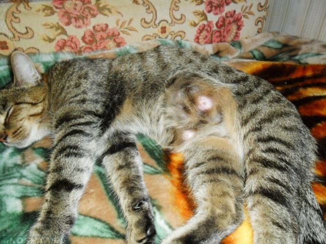 Опухшие молочные железы у коричневой полосатой кошки
