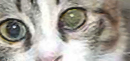 Помутнел левый глаз у кошки