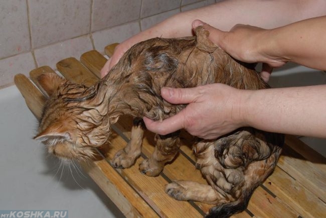 Процедура купания коричневой пушистой сибирской кошки
