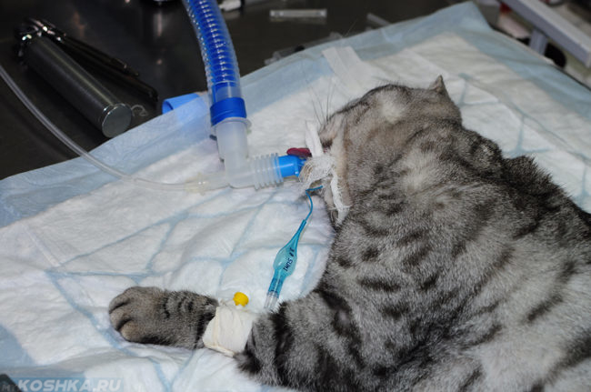 Операция под наркозом серой полосатой кошки