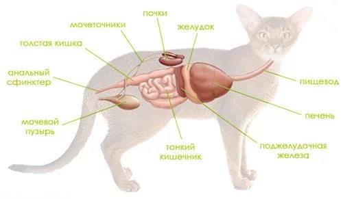 Схема кишечного тракта у кошек