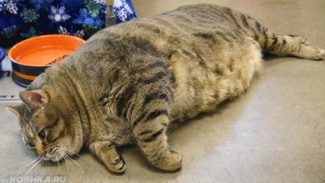Толстый кот лежит на боку