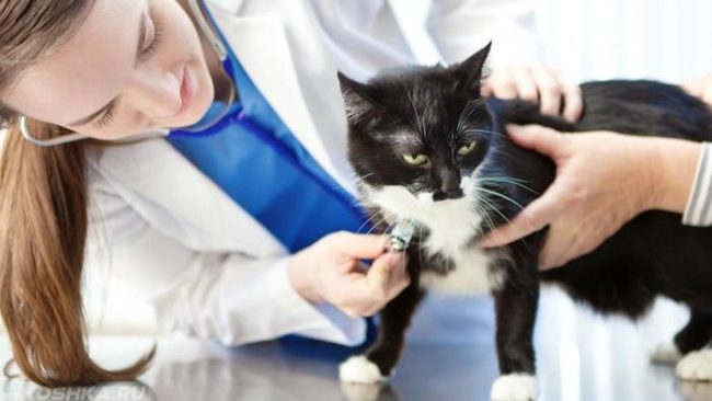 Черная с белым кошка на столе у ветеринара