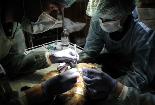 Операция кота на хирургическом столе в ветеринарной клинике