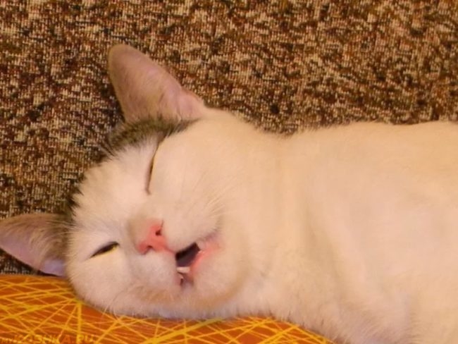 Белый кот с открытым ртом